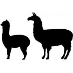 Alpaca's & Lama's